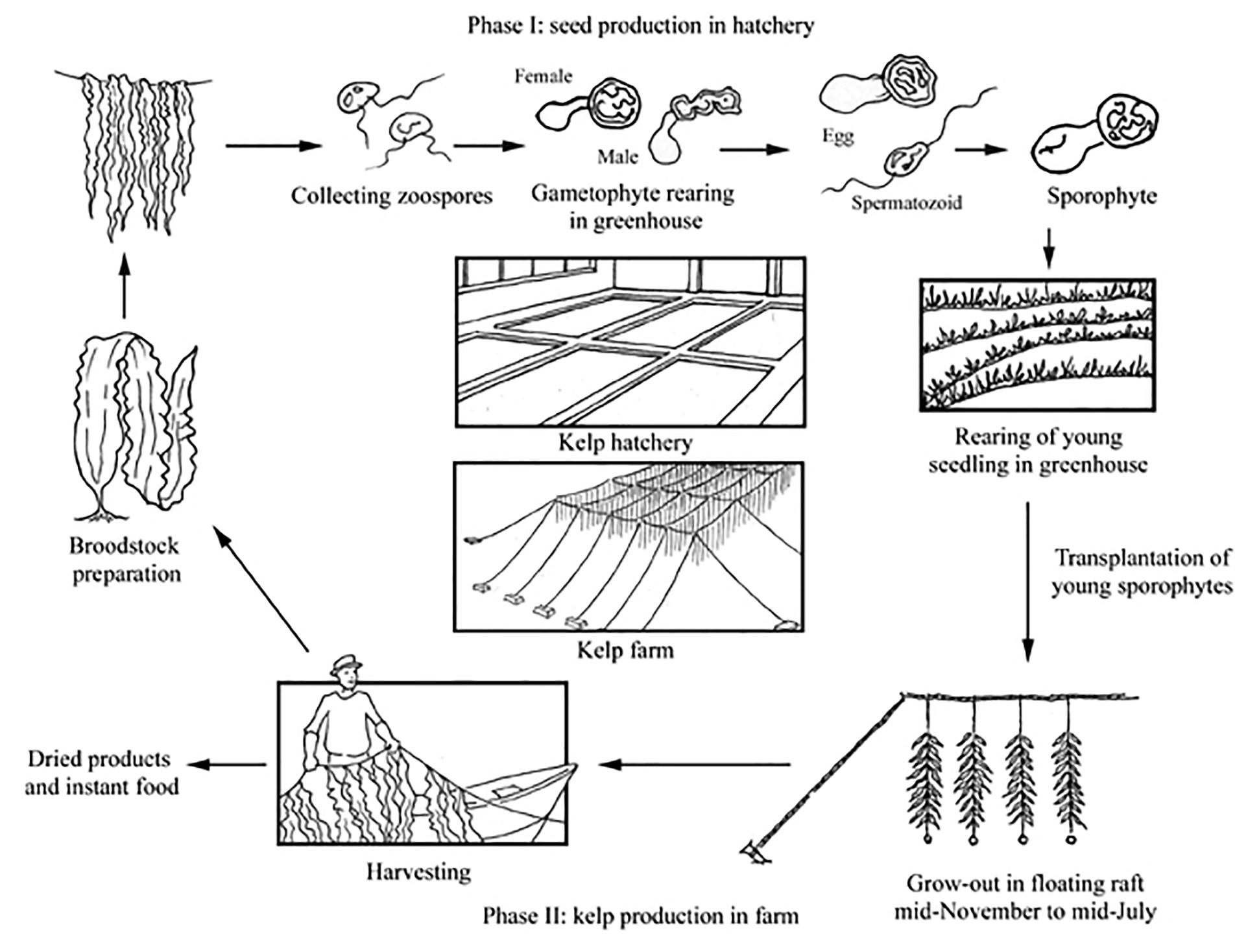 Frontiers  The Environmental Risks Associated With the Development of  Seaweed Farming in Europe - Prioritizing Key Knowledge Gaps