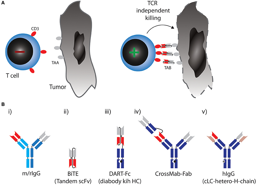 Frontiers Rationale For Combining Bispecific T Cell Activating Antibodies With Checkpoint Blockade For Cancer Therapy Oncology