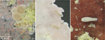 www.frontiersin.org