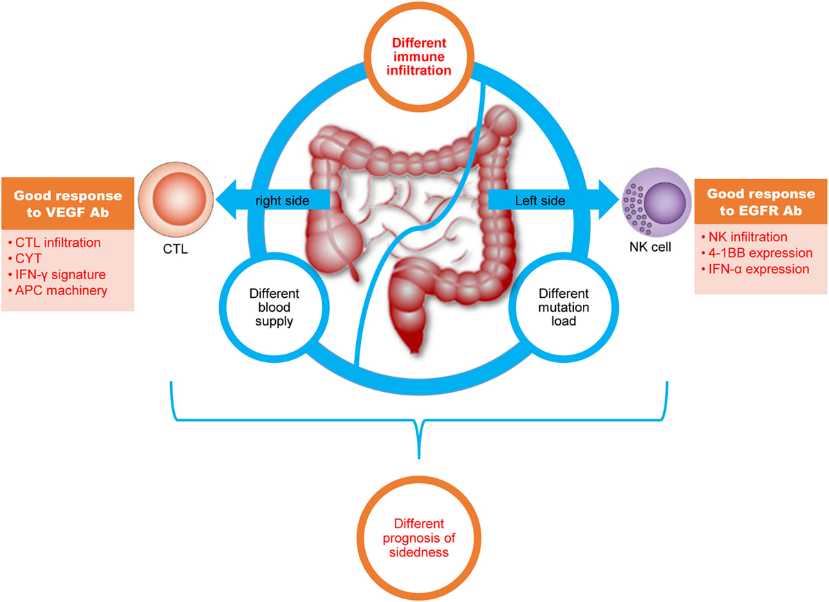 Immunotherapy For Colorectal Cancer 270 