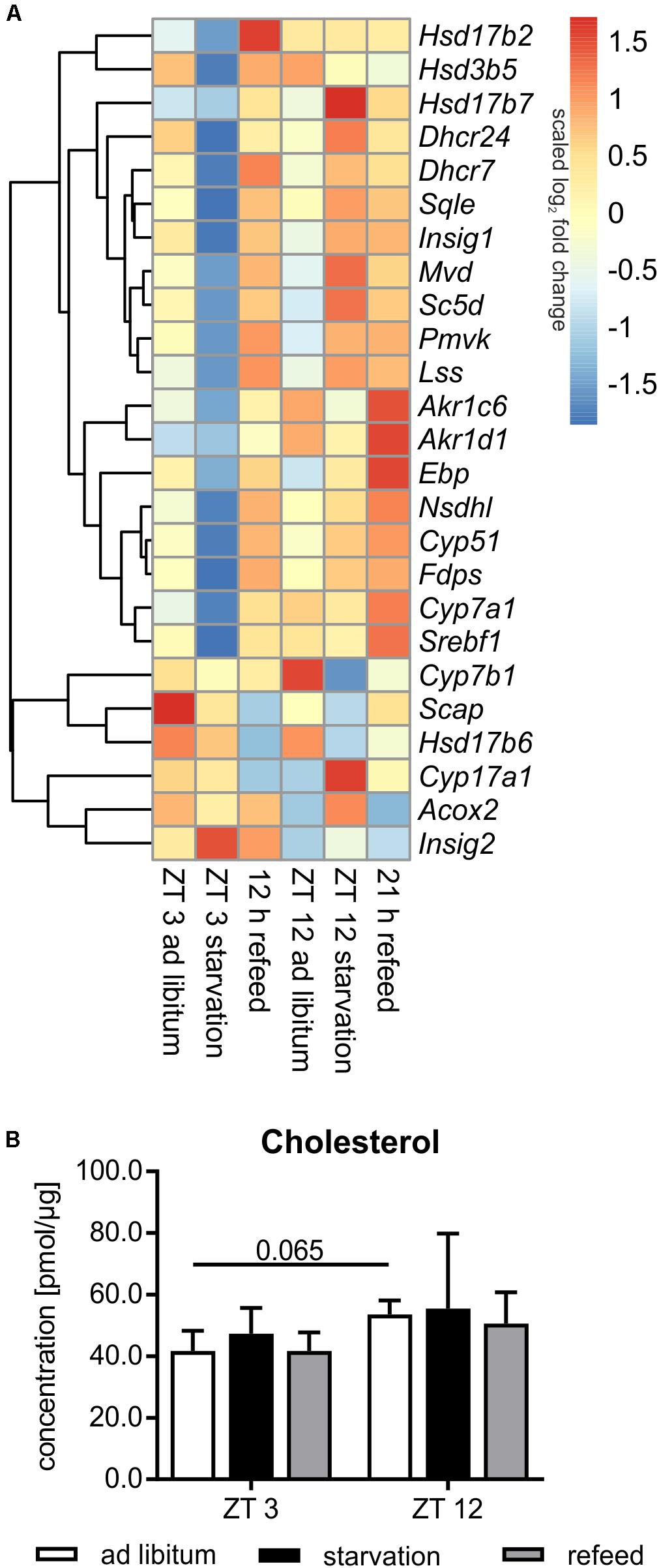 Frontiers | The Diurnal Timing of Starvation Differently Impacts Murine ...