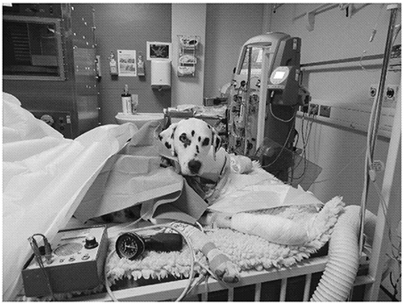 Dog hotsell ka hospital