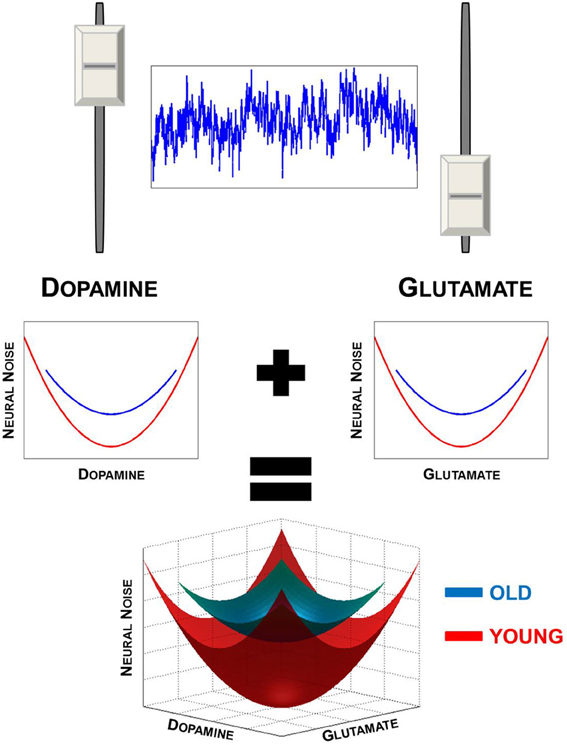 Frontiers | Biological sources of inflexibility in brain and