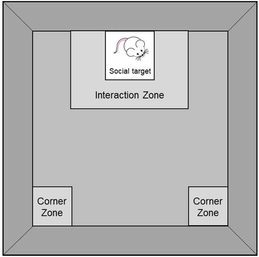 Frontiers | Post-weaning Environmental Enrichment in Male CD-1 Mice ...