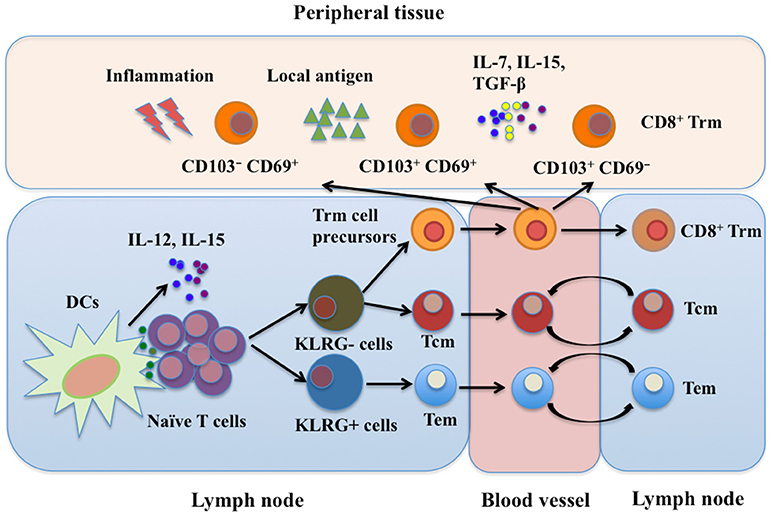 Frontiers Cd8 Resident Memory T Cells And Viral Infection Immunology