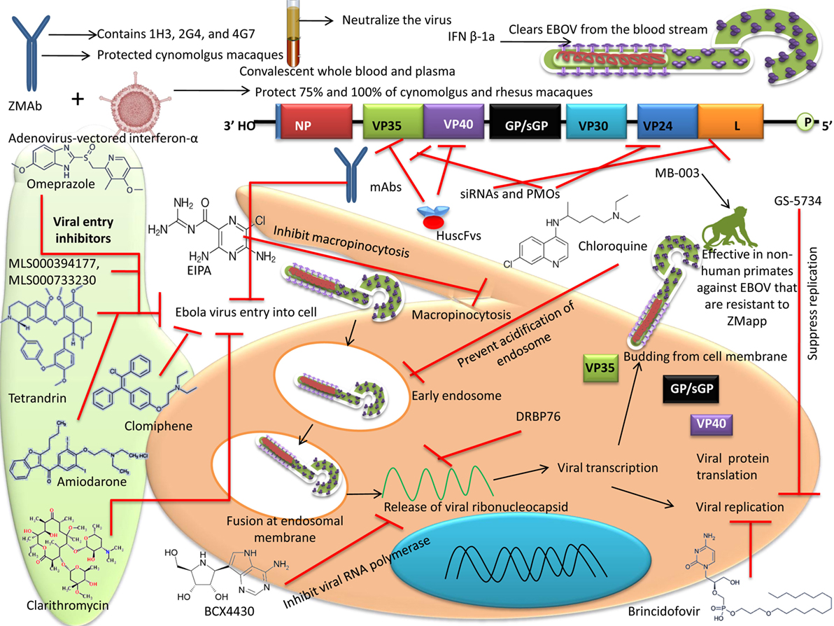 Frontiers | Advances in Designing and Developing Vaccines