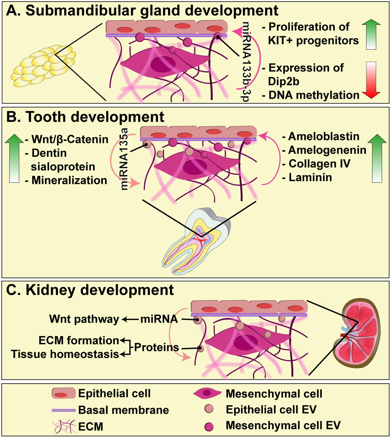 Frontiers | Control of Cell The Role of Extracellular Matrix Microenvironment | Physiology