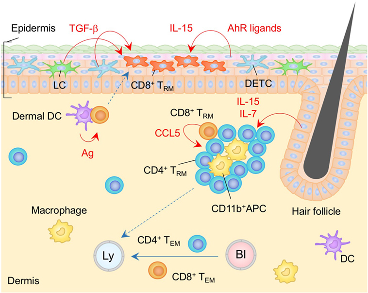 Antigen presentation by lung epithelial cells directs CD4+ TRM cell  function and regulates barrier immunity