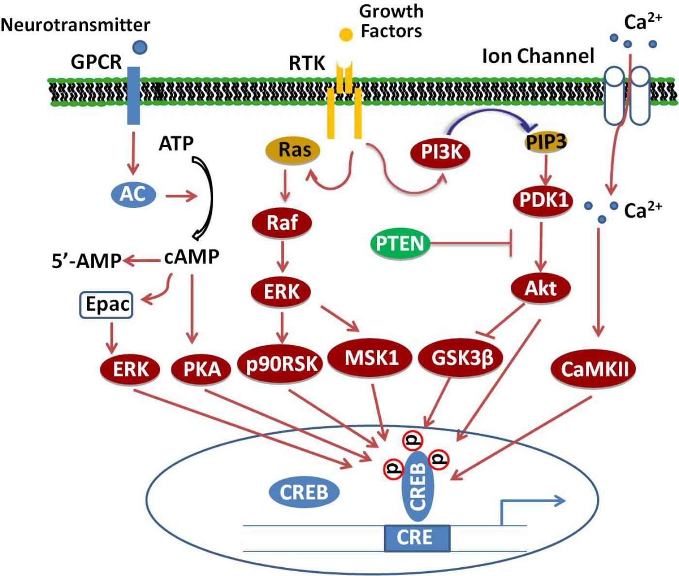 Frontiers | cAMP Response Element-Binding Protein (CREB): Possible Signaling Molecule Link in the Pathophysiology Schizophrenia