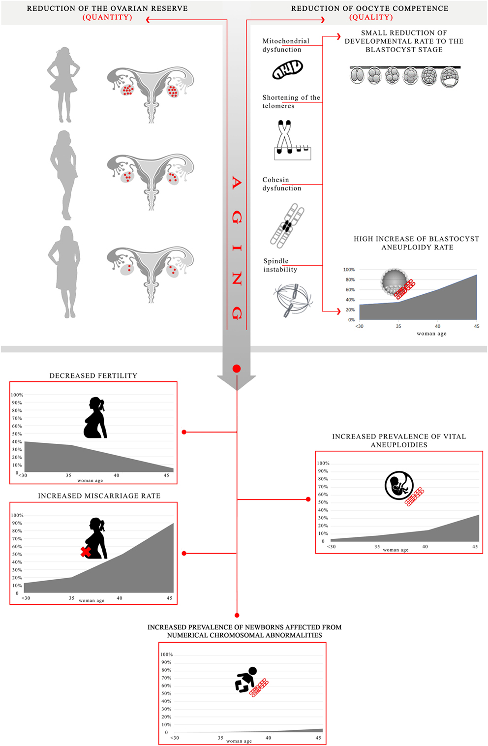 Embryo Quality Chart