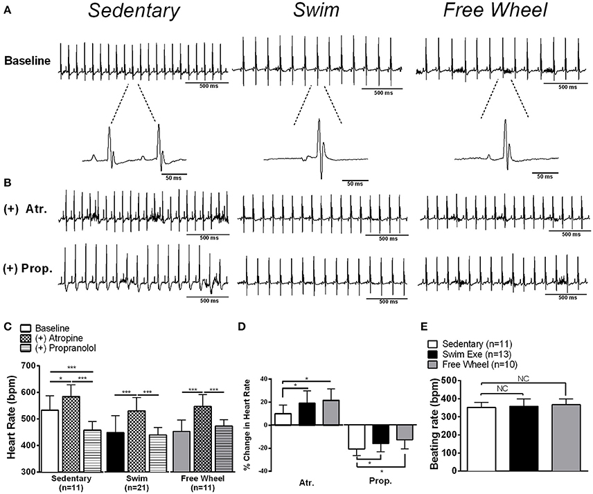 Frontiers | in Heart Rate and Its Regulation the Autonomic Nervous System Not Differ Between Forced and Voluntary Exercise in Mice