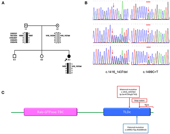 Frontiers Novel Tbc1d24 Mutations In A Case Of Nonconvulsive Status Epilepticus Neurology