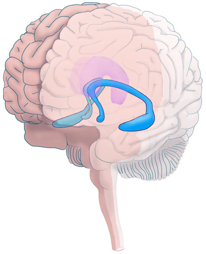 Figure 1 - Location of the hippocampus in the brain.