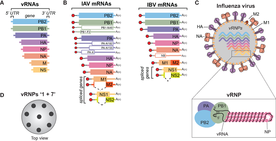 Frontiers Influenza A Virus Cell Entry Replication Virion Assembly And Movement Immunology