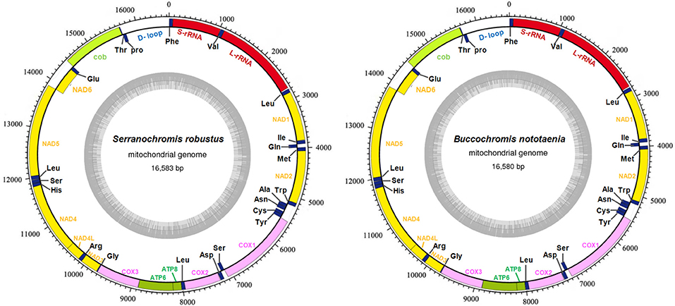 Mitogenome-wise codon usage pattern from comparative analysis of