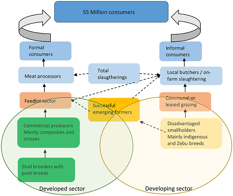 Frontiers | Genetic Improvement in South African Livestock: Can Genomics Bridge the Gap Between the Developed and Developing Sectors? Frontiers | Genetic Improvement in South African Livestock: Can Genomics Bridge the Gap Between the Developed and Developing Sectors?