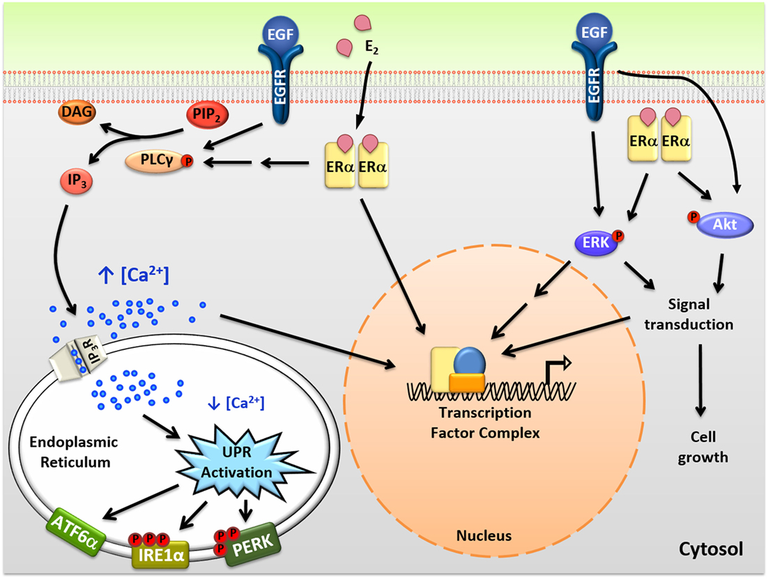 Frontiers | A New Role for Estrogen Receptor α in Cell Proliferation ...