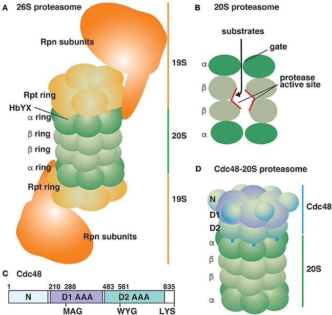 An abundance of free regulatory (19S) proteasome particles