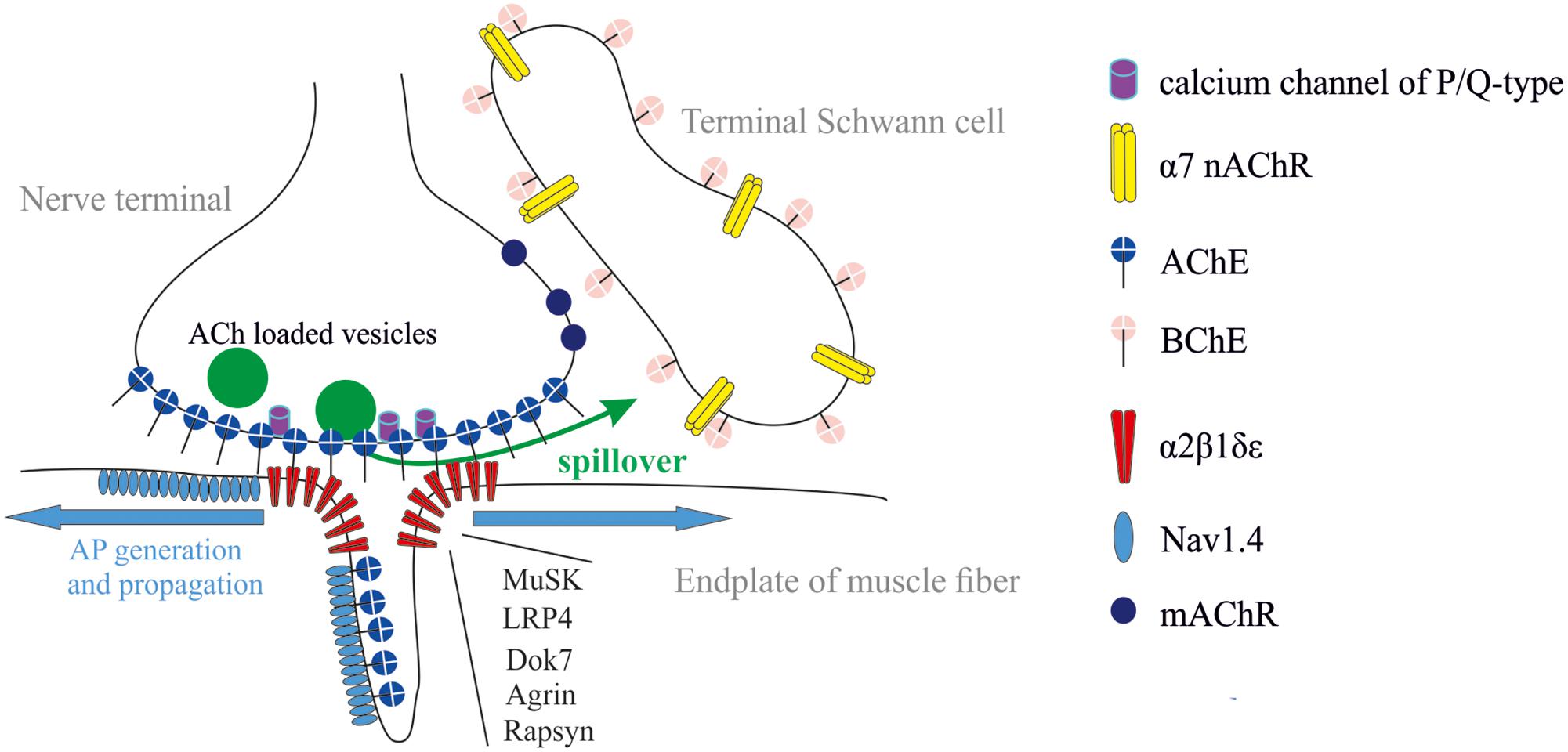 Frontiers Autoregulation Of Acetylcholine Release And Micro Pharmacodynamic Mechanisms At Neuromuscular Junction Selective Acetylcholinesterase Inhibitors For Therapy Of Myasthenic Syndromes Pharmacology
