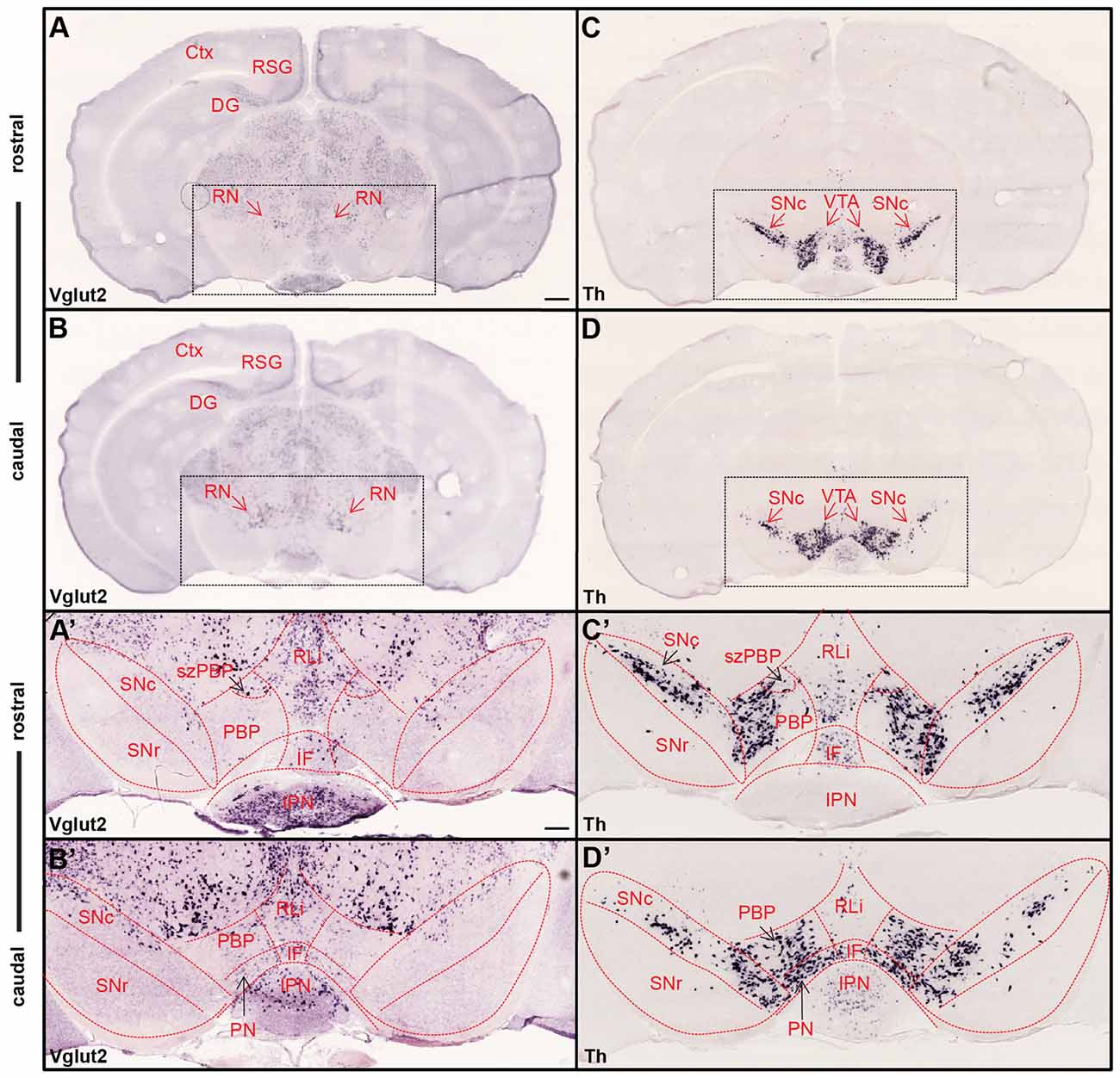 Vesicular glutamate transporter 2 (VGLUT2) is co-stored with PACAP in  projections from the rat melanopsin-containing retinal ganglion cells