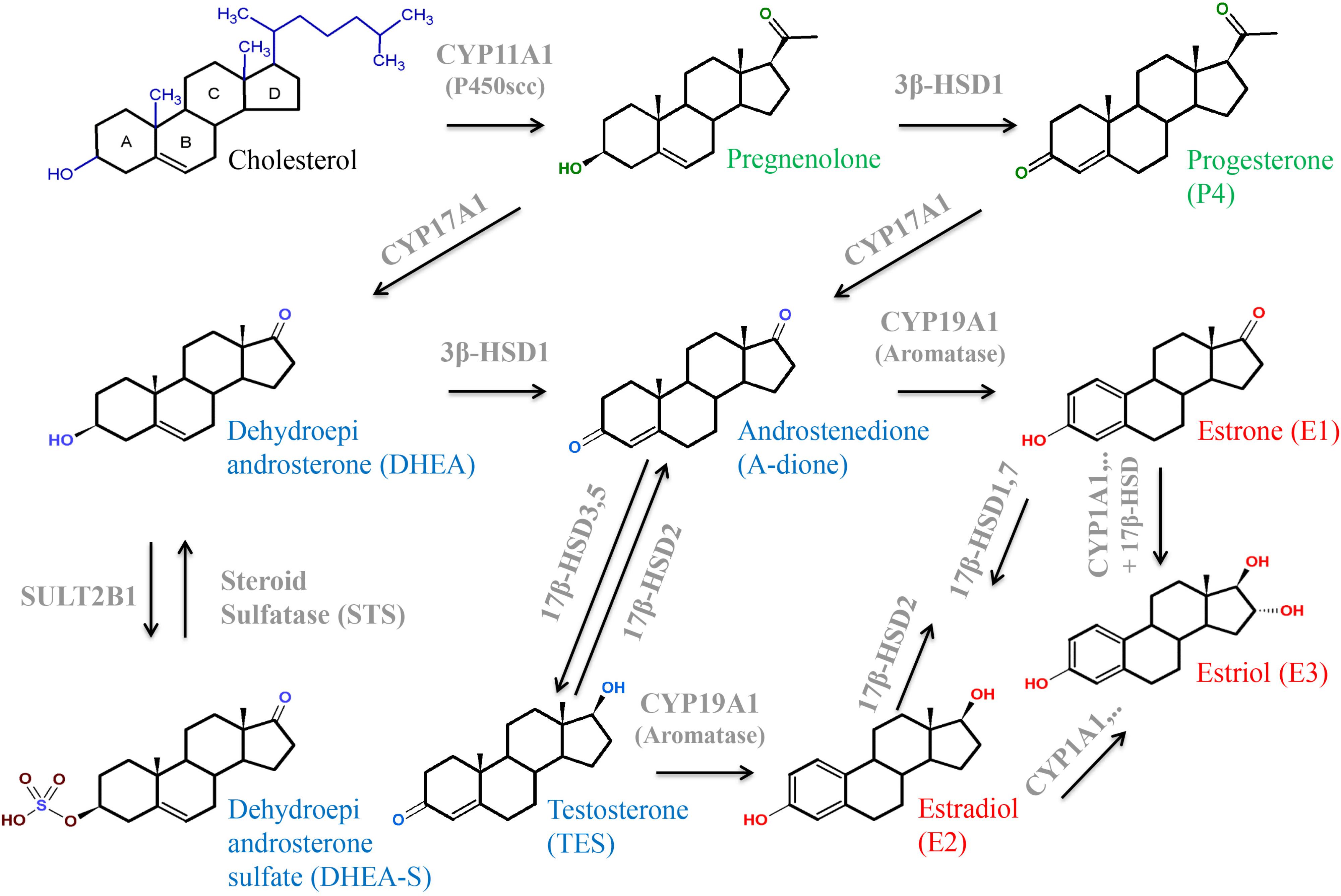 frontiers-physiology-and-pathophysiology-of-steroid-biosynthesis-transport-and-metabolism-in