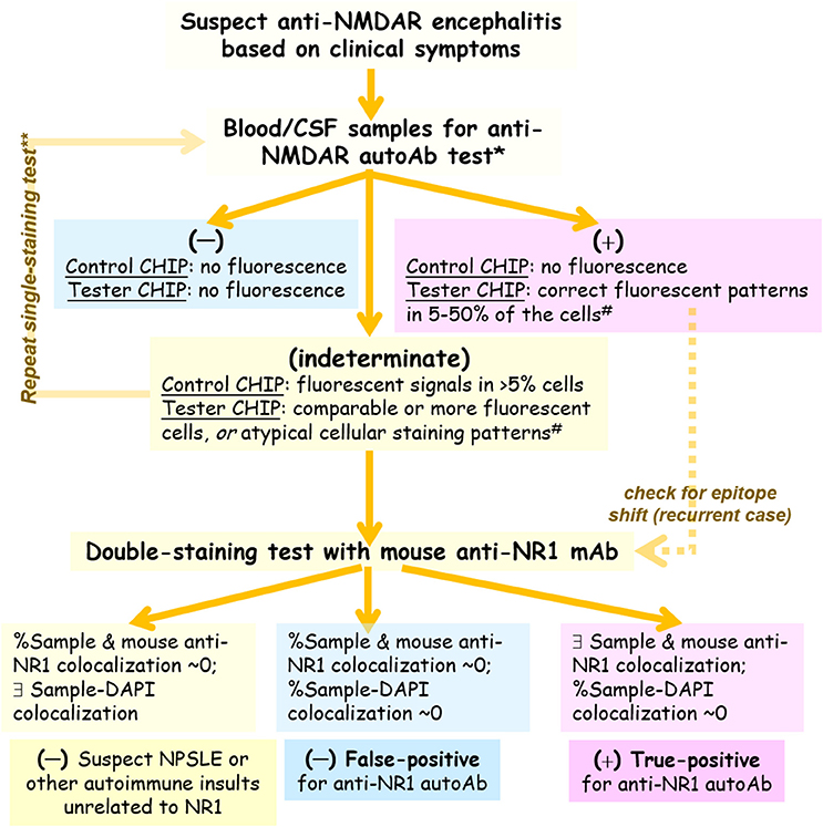 nmda lab test