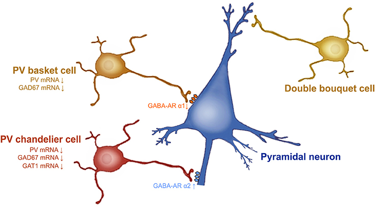 neuron thc connection to gecko driver neuron thc connection to gecko driver