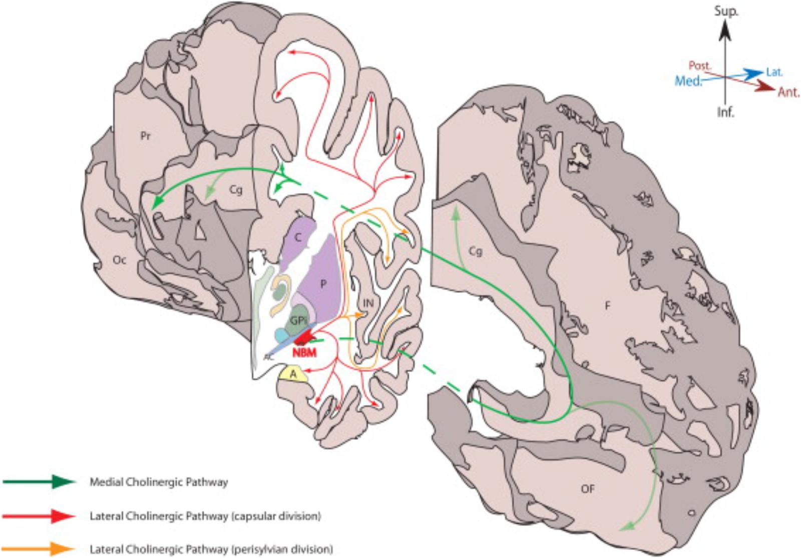 Frontiers Nucleus Basalis Of Meynert Stimulation For