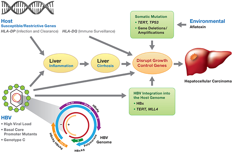 cancer hepatic virus