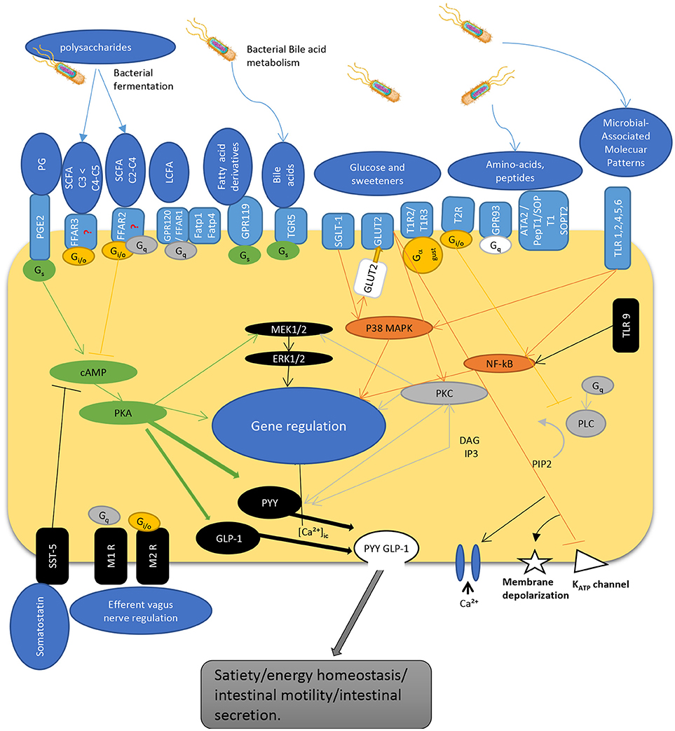 gut dysbiosis zinc)