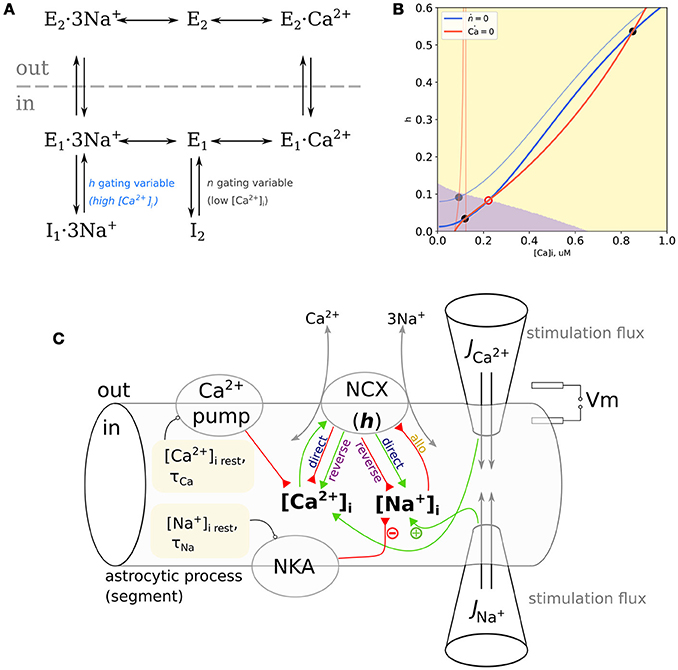 Frontiers Sodium Calcium Exchanger Can Account For Regenerative Ca2 Entry In Thin Astrocyte Processes Cellular Neuroscience