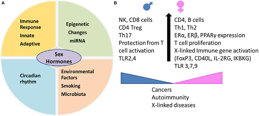 Frontiers Sex Hormones Determine Immune Response 