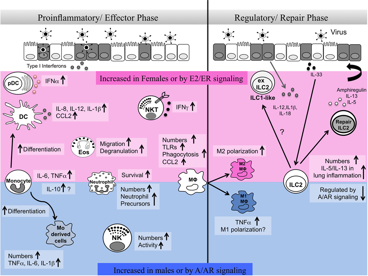 Frontiers Sex Hormones Regulate Innate Immune Cells And Promote Sex