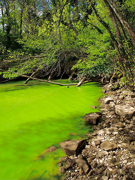 Figure 1 - Eutrophication at a waste water outlet in the Potomac River, Washington, D.C.