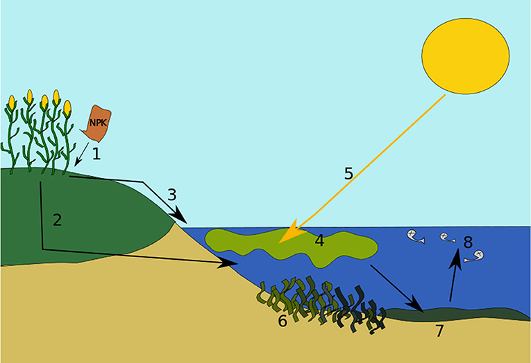 Figure 2 - Stages of eutrophication.