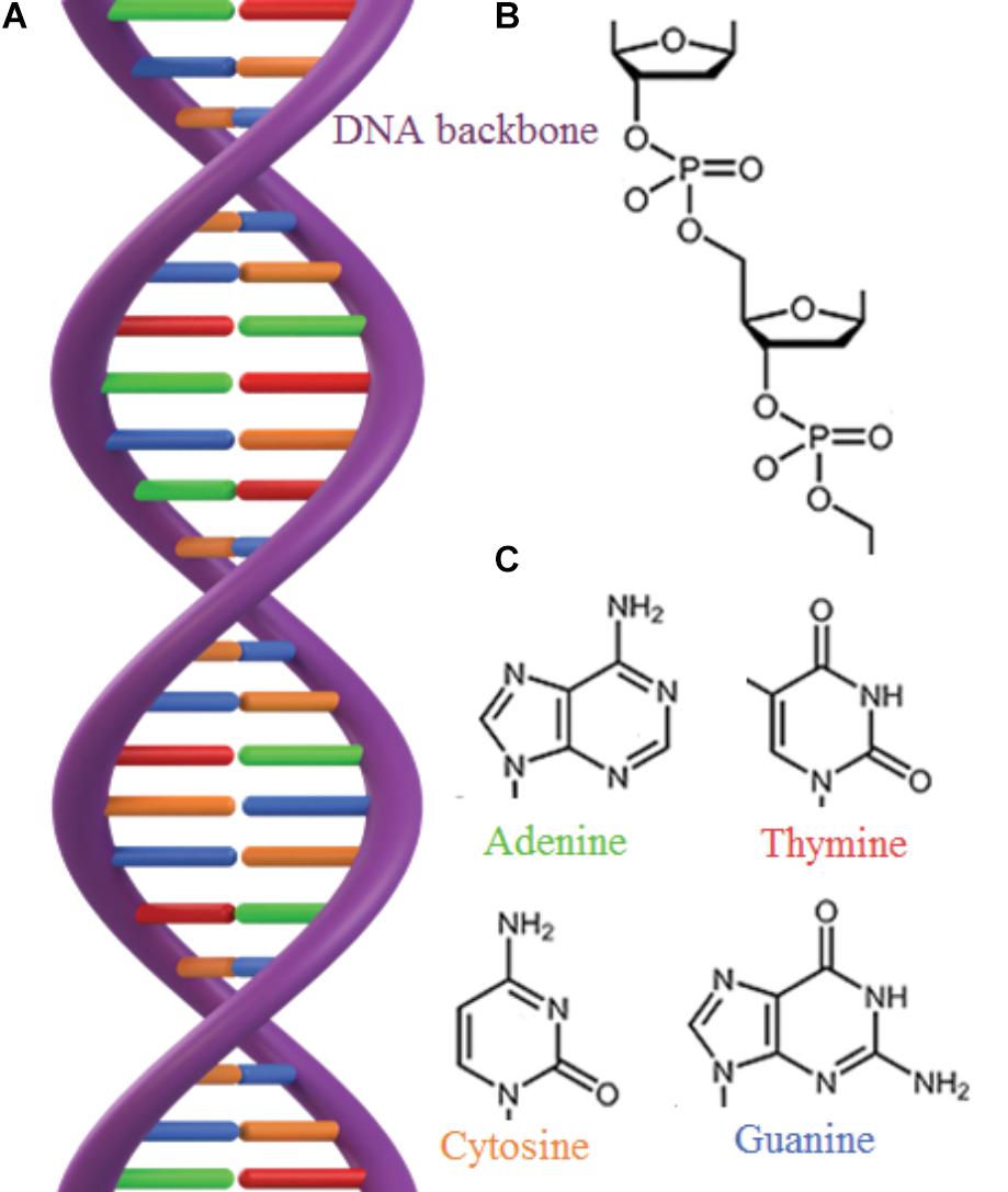 Процесс разрезания молекулы днк. Цепочка ДНК аденин Тимин. Схема строения молекулы ДНК. Структура молекулы ДНК схема. Аденин молекула и ДНК.