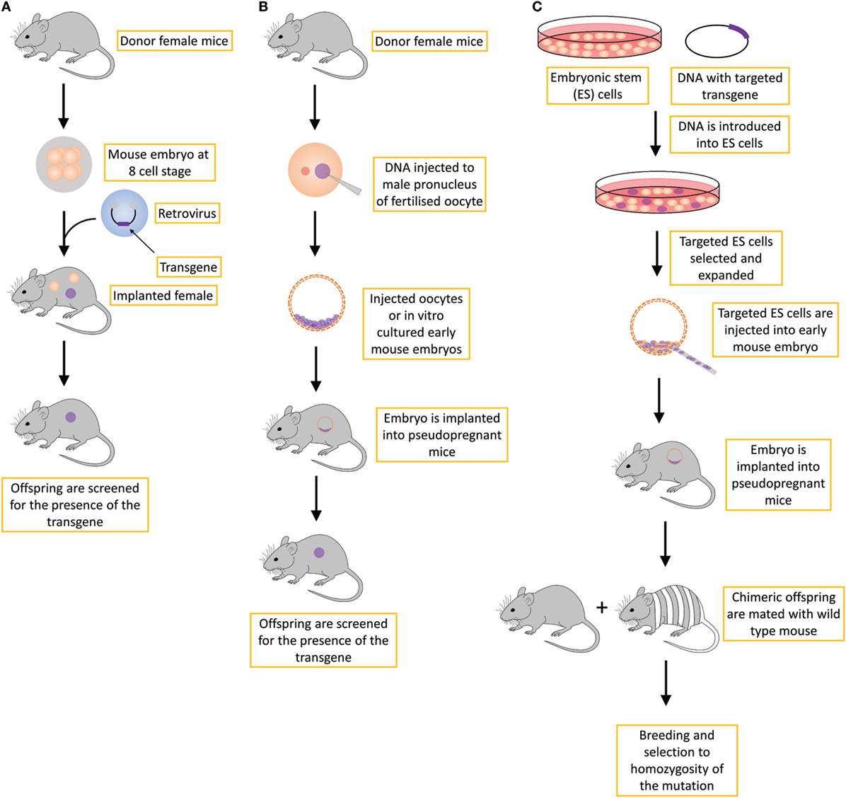 Frontiers | Transgenic Mouse Models in Cancer Research