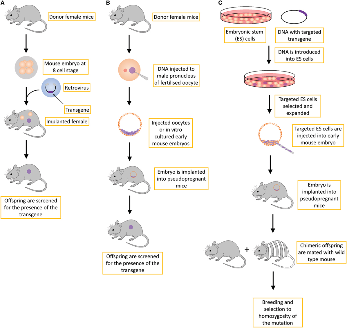 Comparison of mouse models reveals a molecular distinction between