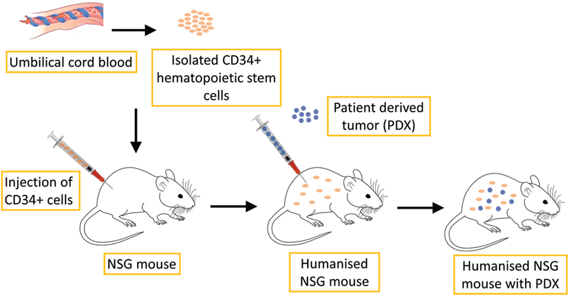 Frontiers | Transgenic Mouse Models in Cancer Research