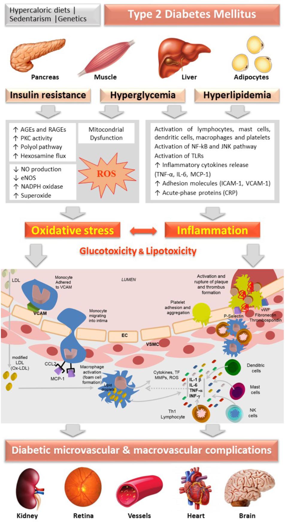 journal of diabetic complications and medicine impact factor inzulinrezisztencia étkezés