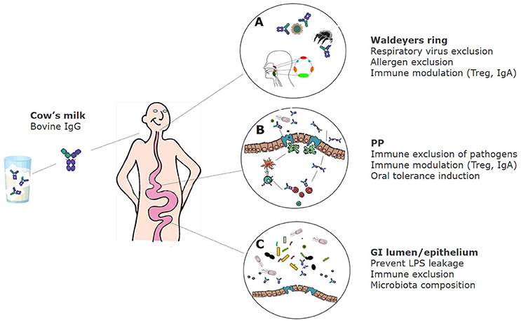 Antigen Select: Enteric Select – Lake Immunogenics