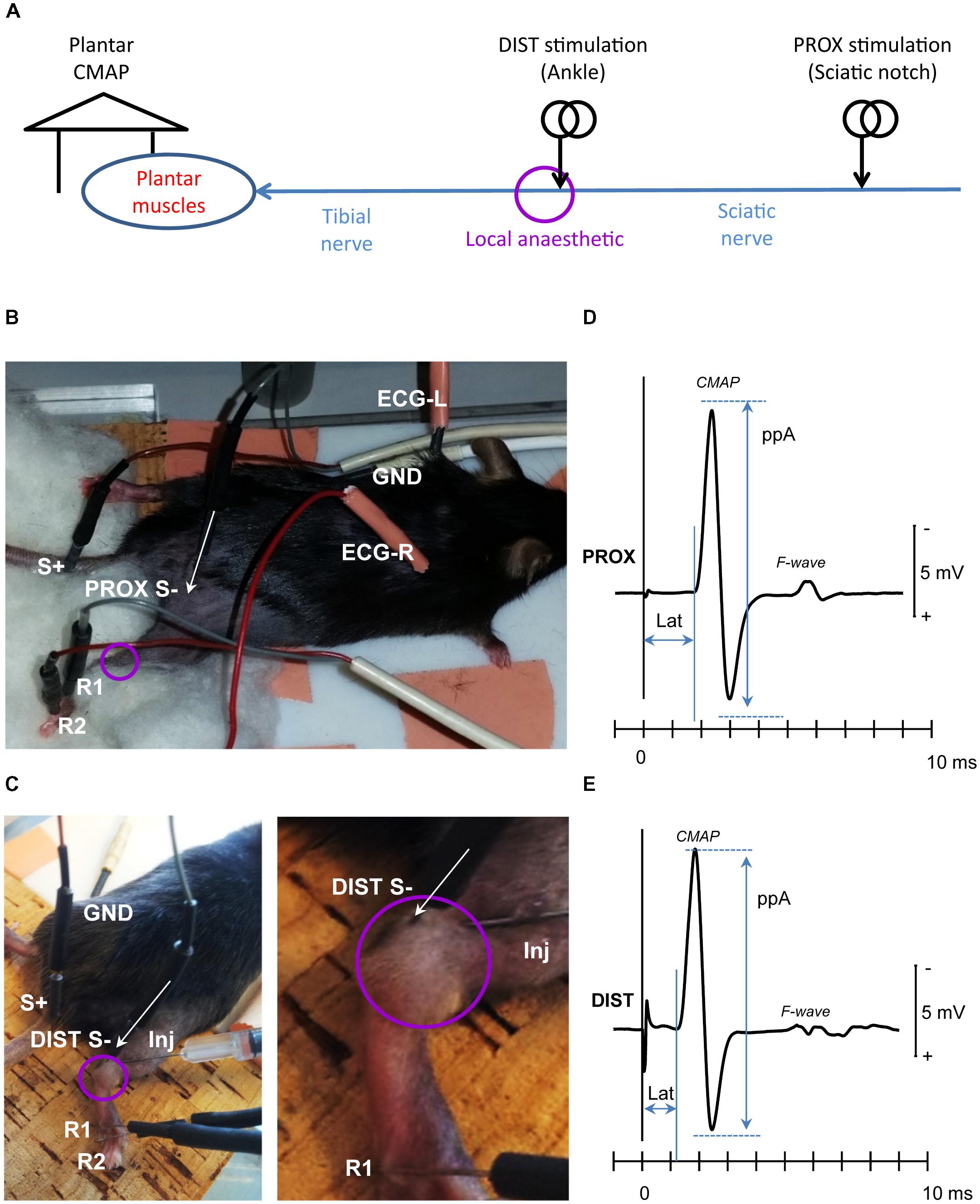 Frontiers | An in Vivo Mouse Model to Investigate the Effect of