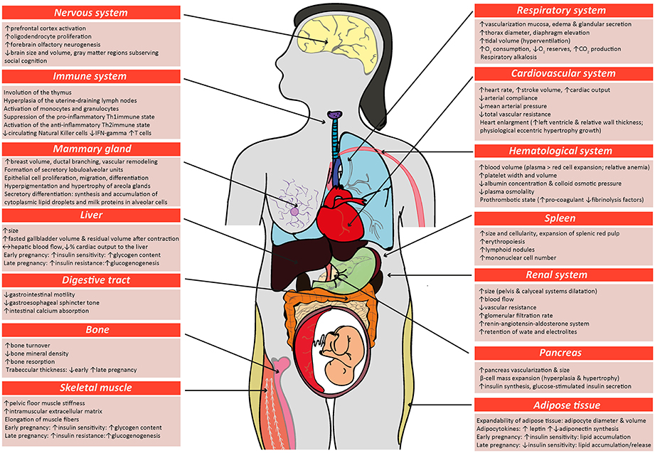 Frontiers | The Role of Placental Hormones in Mediating Maternal