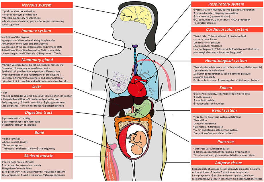 Prolactin Levels In Pregnancy Chart