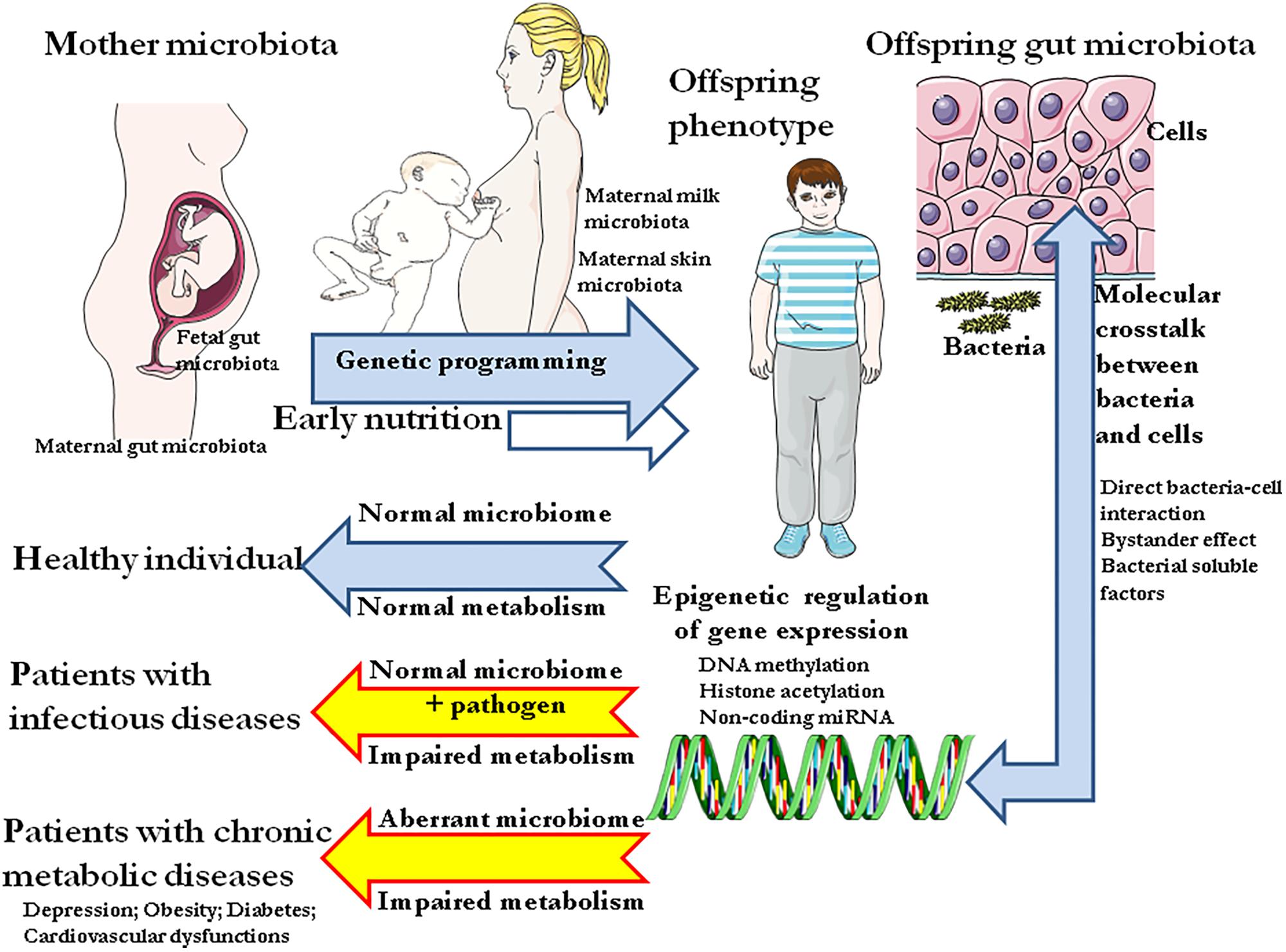 Dieta microbiota pdf