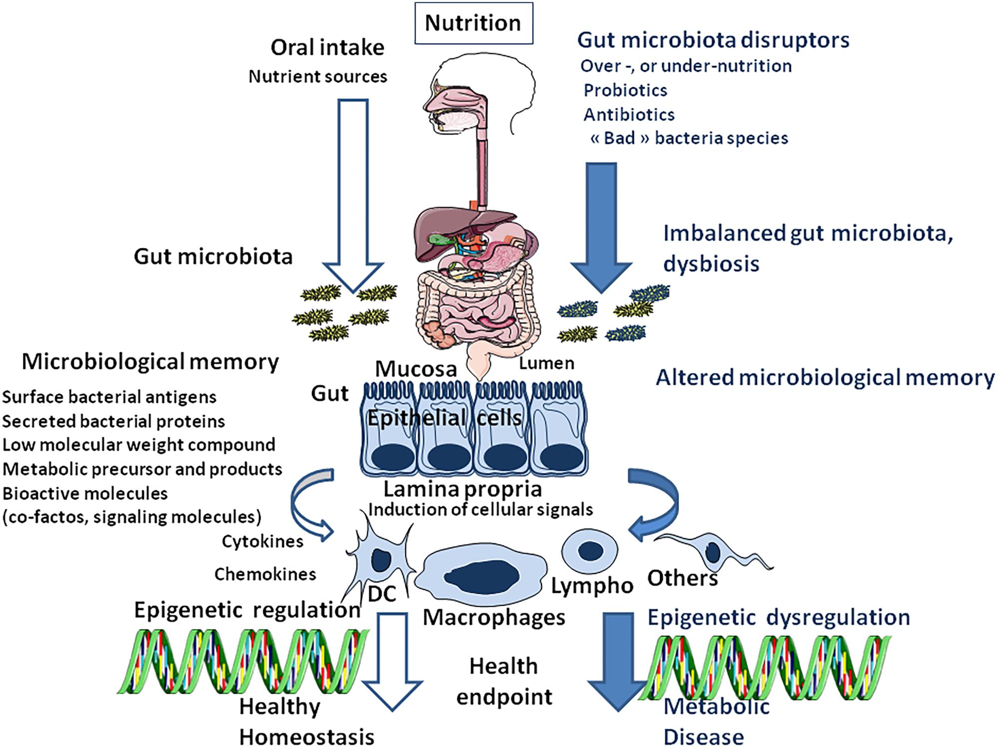 Dieta microbiota