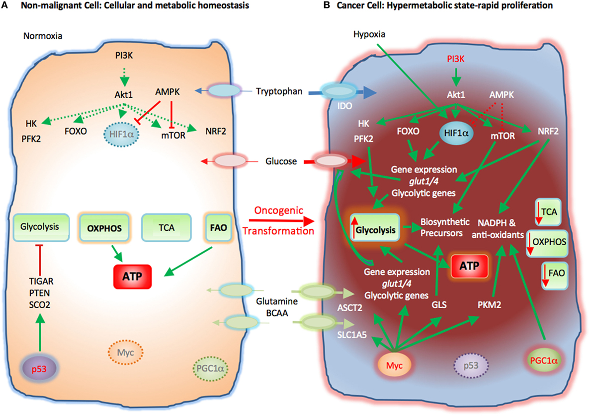 Энергетический обмен клетки тест. Metabolism in the Cell. Капсулы metabolism. Hif1a ген. Metabolic status of Cancer Cells.