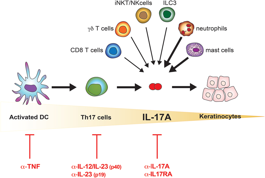 Frontiers The Il 17 Family Of Cytokines In Psoriasis Il 17a And Beyond Immunology