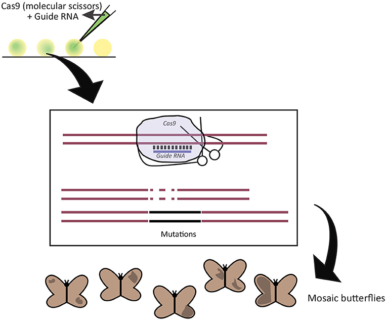 Figure 2 - Using the CRISPR-Cas9 technique in butterflies.