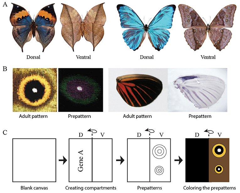 شكل 1 - (A) صورة لنوعين من الفراشات لهما أنماط مُختلفة للجانب العلوي/الظهري (على اليسار) والجانب السفلي/البطني (على اليمين).